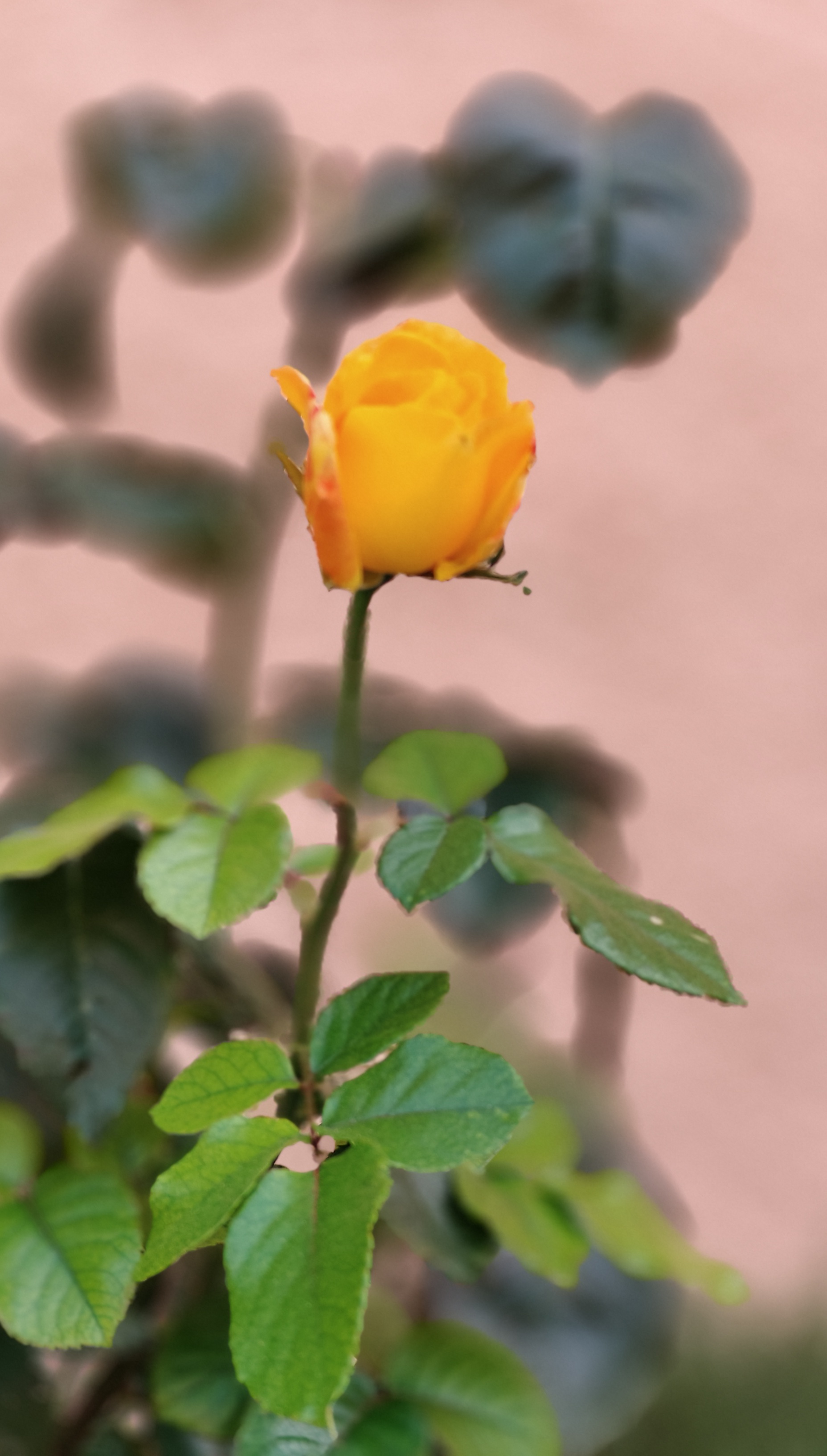 Images